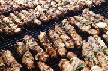 Souvlakia on the grill